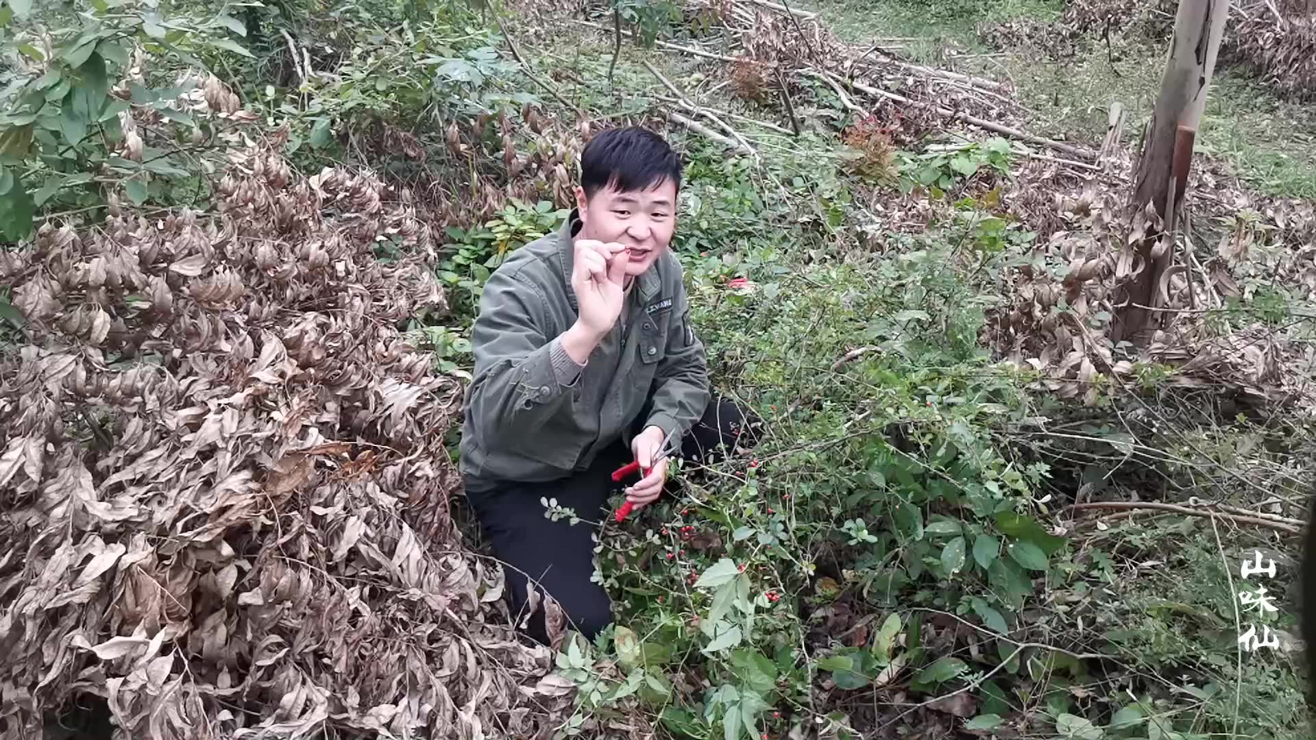 山味仙隐居深山,今天在山无意间发现一株也苹果,带回家做盆景哔哩哔哩bilibili