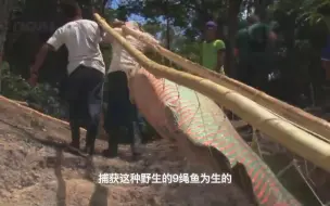 Download Video: 淡水鱼界的天花板，土著牛人亚马逊河流不抓上百斤的巨骨舌龙鱼