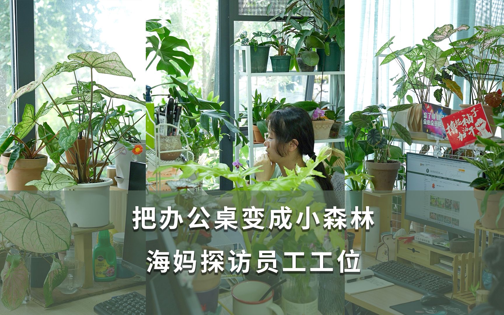 海妈探访员工工位,办公室变身绿植森林哔哩哔哩bilibili