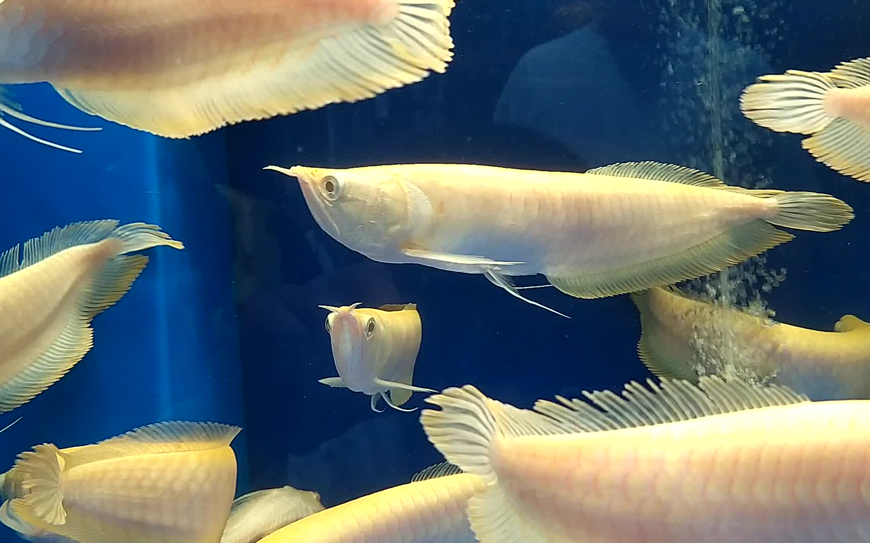 8月23日赤眼白子黄化银龙:万类霜天竞自由_哔哩哔哩_bilibili