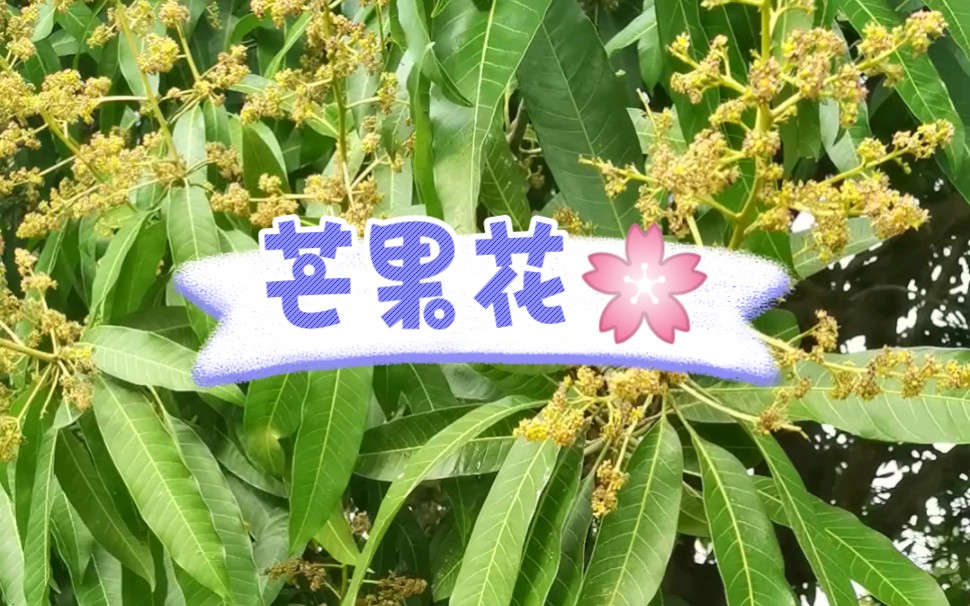 芒果花是什么样子哔哩哔哩bilibili