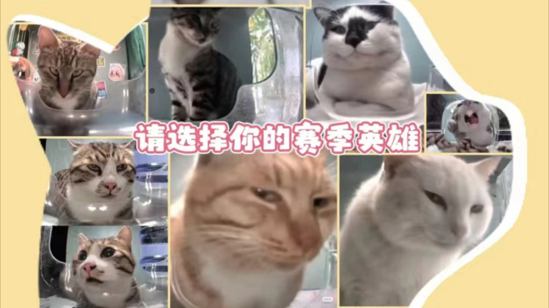 猫meme表情包大赛哔哩哔哩bilibili