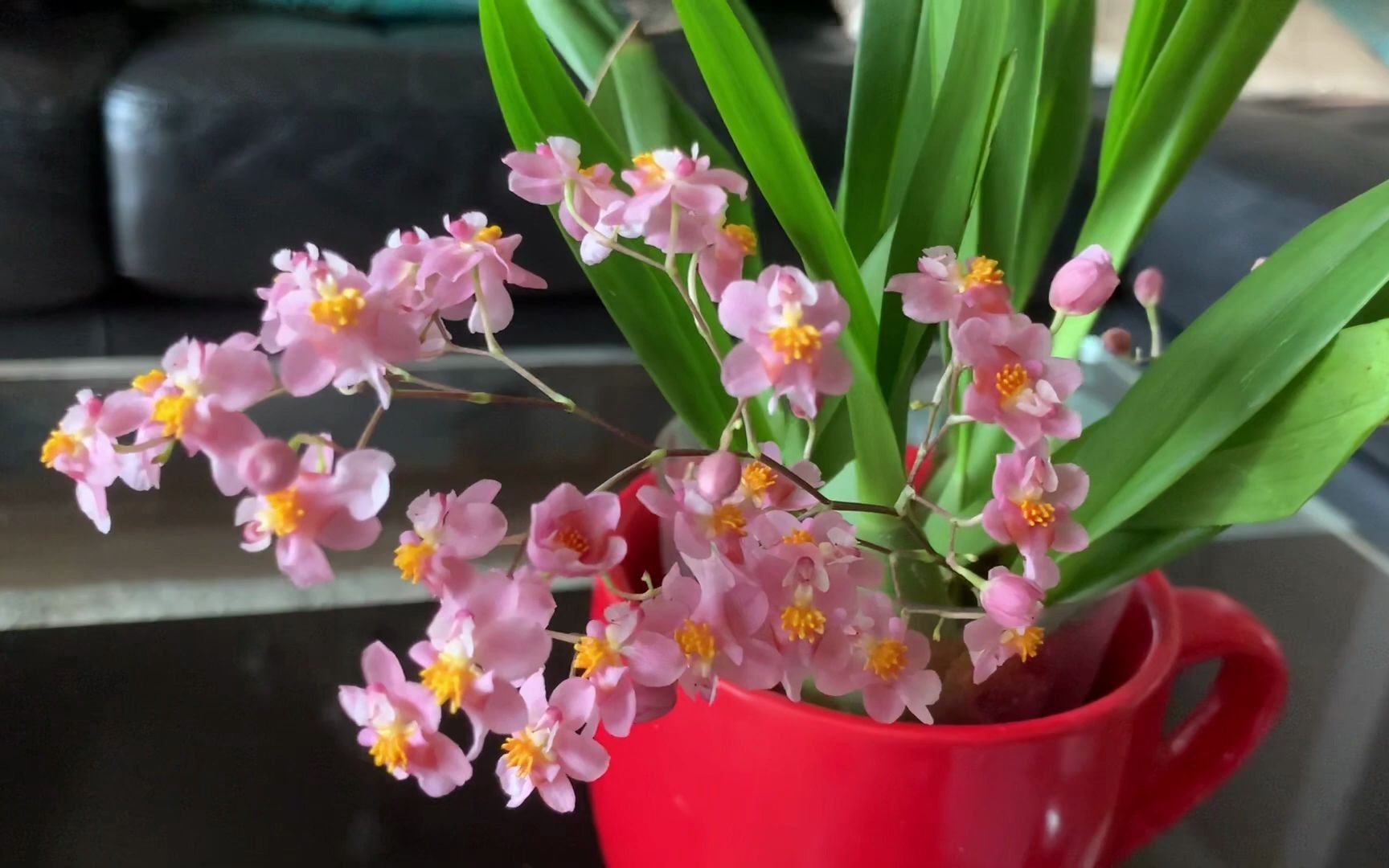 迷你香水文心兰今年开的特别美