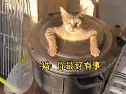 Download Video: 这才叫无障碍交流，能听懂人话的猫狗！