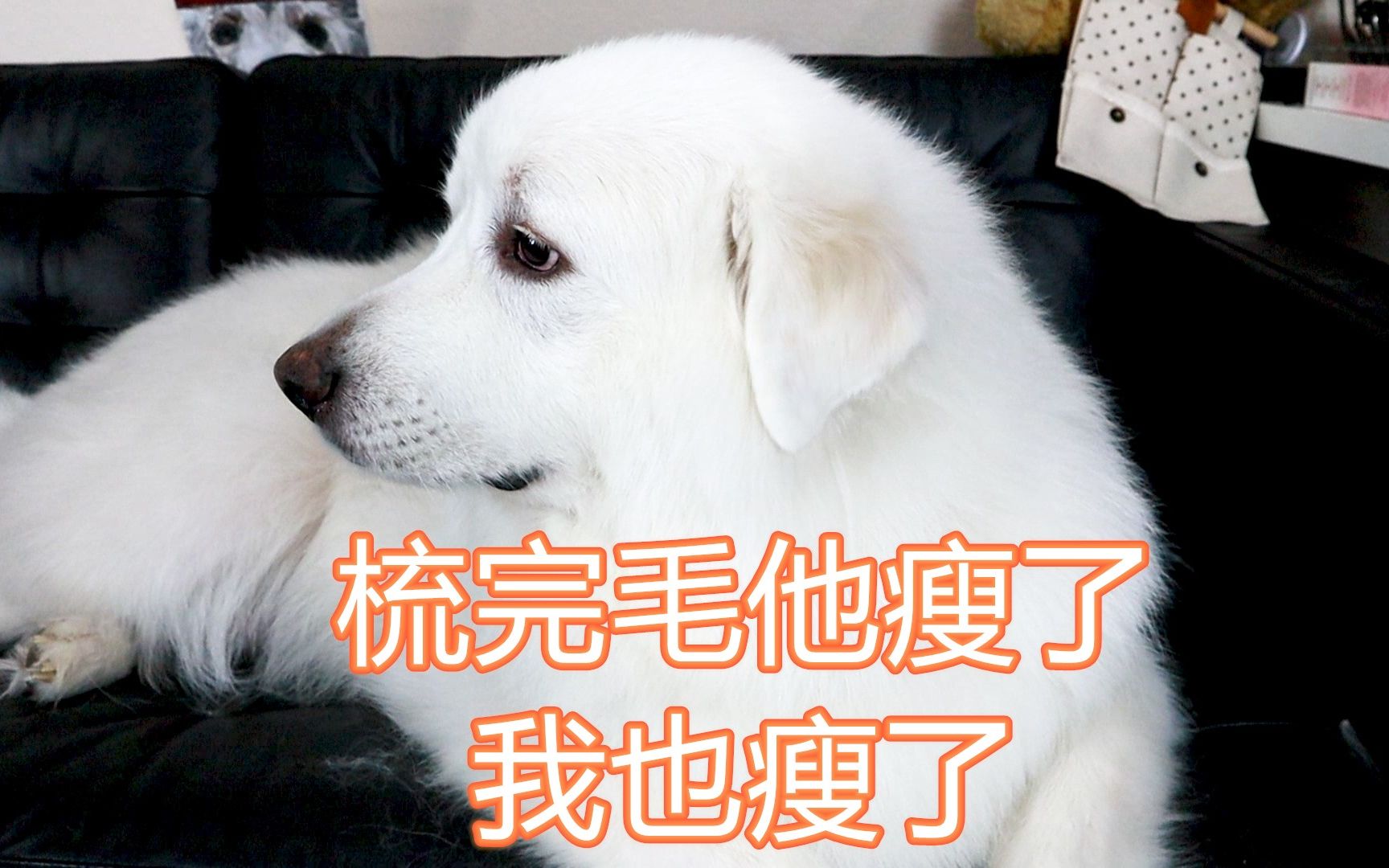 [图]大白熊犬葱葱的换毛季，没错，屋里的雪比屋外还大