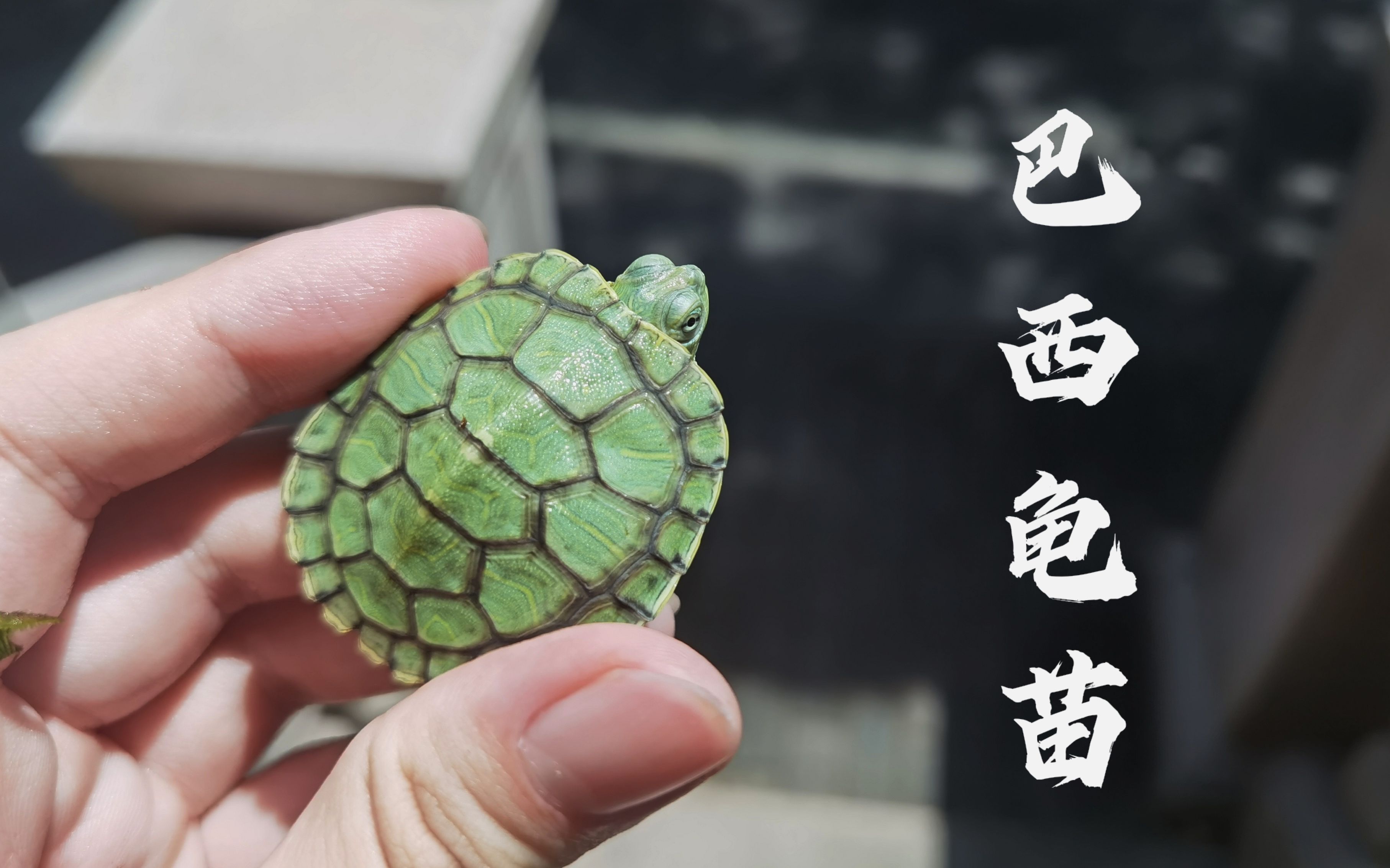 【山空龟犹在/巴西龟苗】小龟苗长大了_哔哩哔哩_bilibili