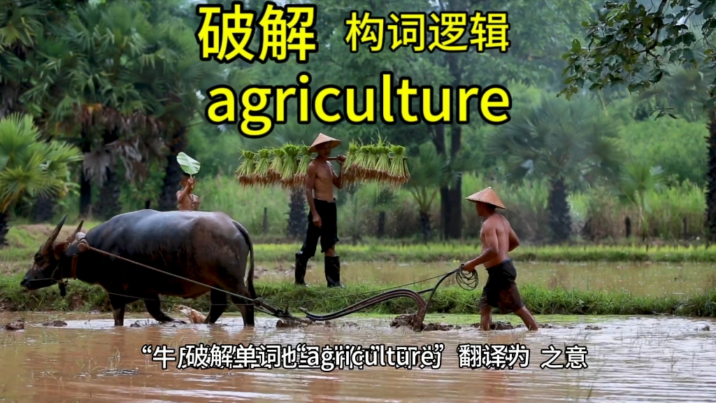 破解单词agriculture翻译为“农业”的构词逻辑奥秘哔哩哔哩bilibili