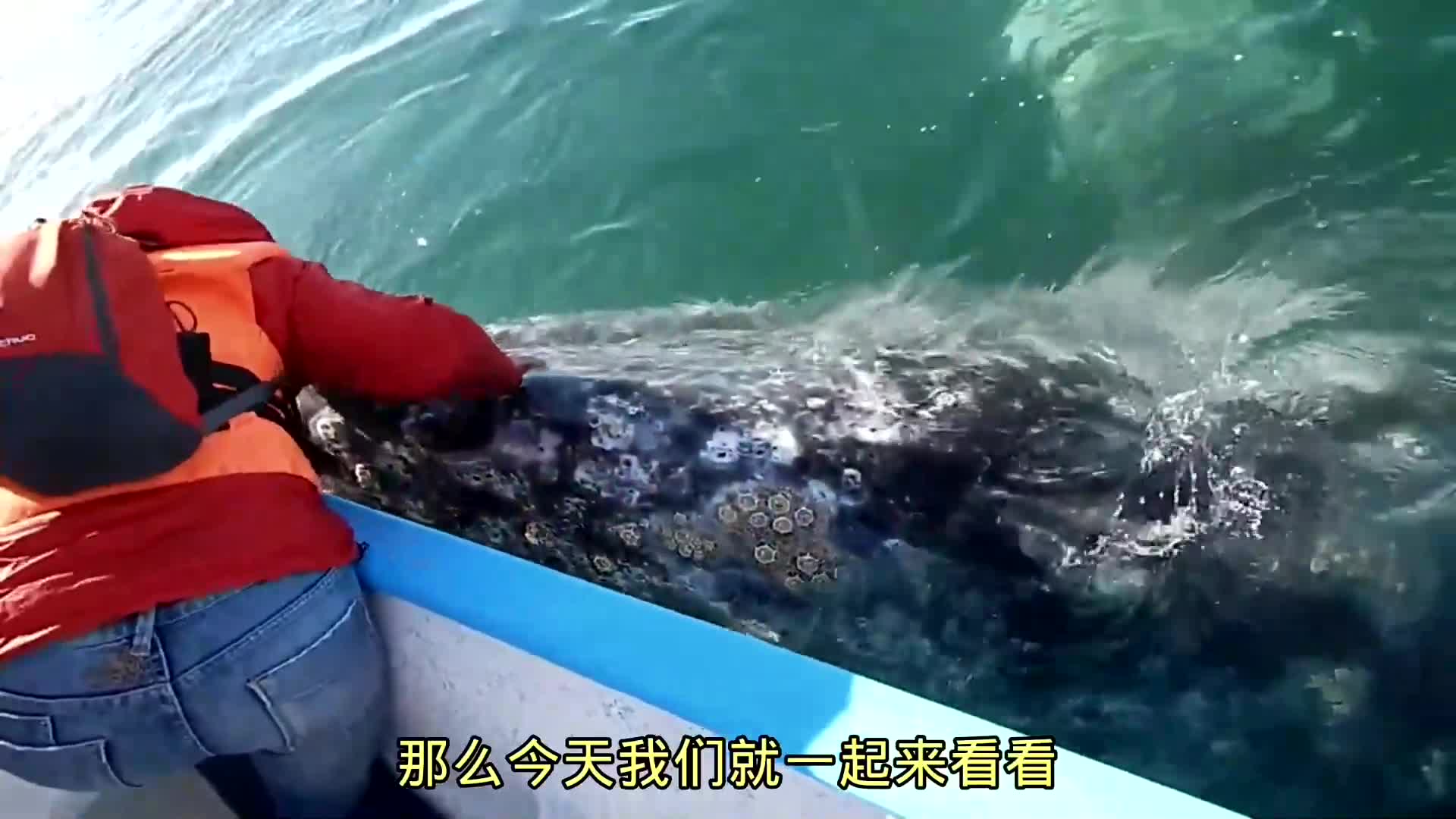 谁会介意蹲坑的时候看一集给鲸鱼清理藤壶