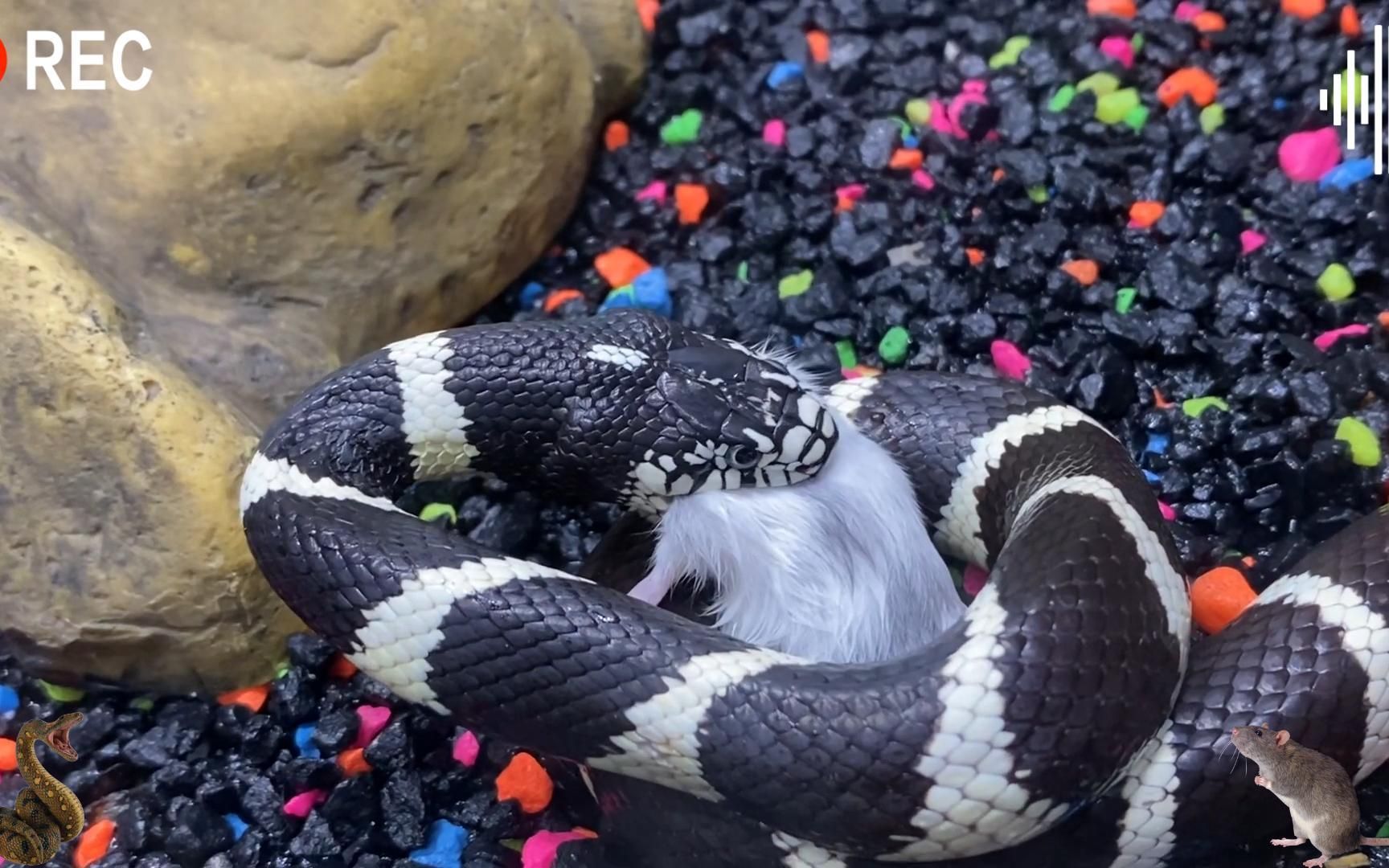 加州王蛇秒杀大老鼠,吞食过程令人胆寒,高清记录全过程