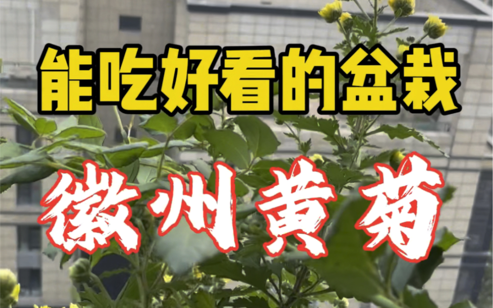 好看好喝的徽州黄菊!哔哩哔哩bilibili