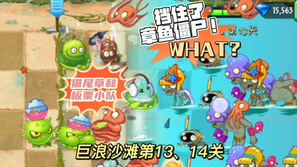 巨浪沙滩第13,14关:猫尾草和板栗小队居然能防住章鱼僵尸