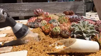 多肉礼 多肉植物 Succulent Plants 91 徒长子株结花 酮切 哔哩哔哩 つロ干杯 Bilibili
