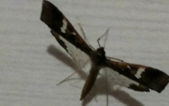 夏天厨房墙上的小飞虫