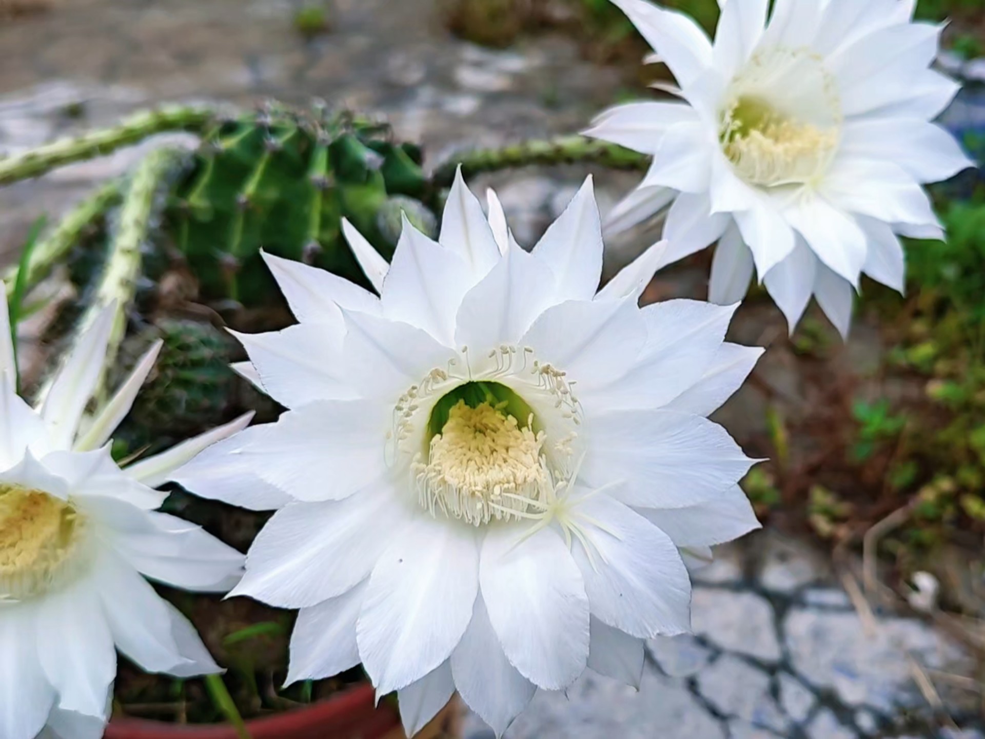 仙人球开花了