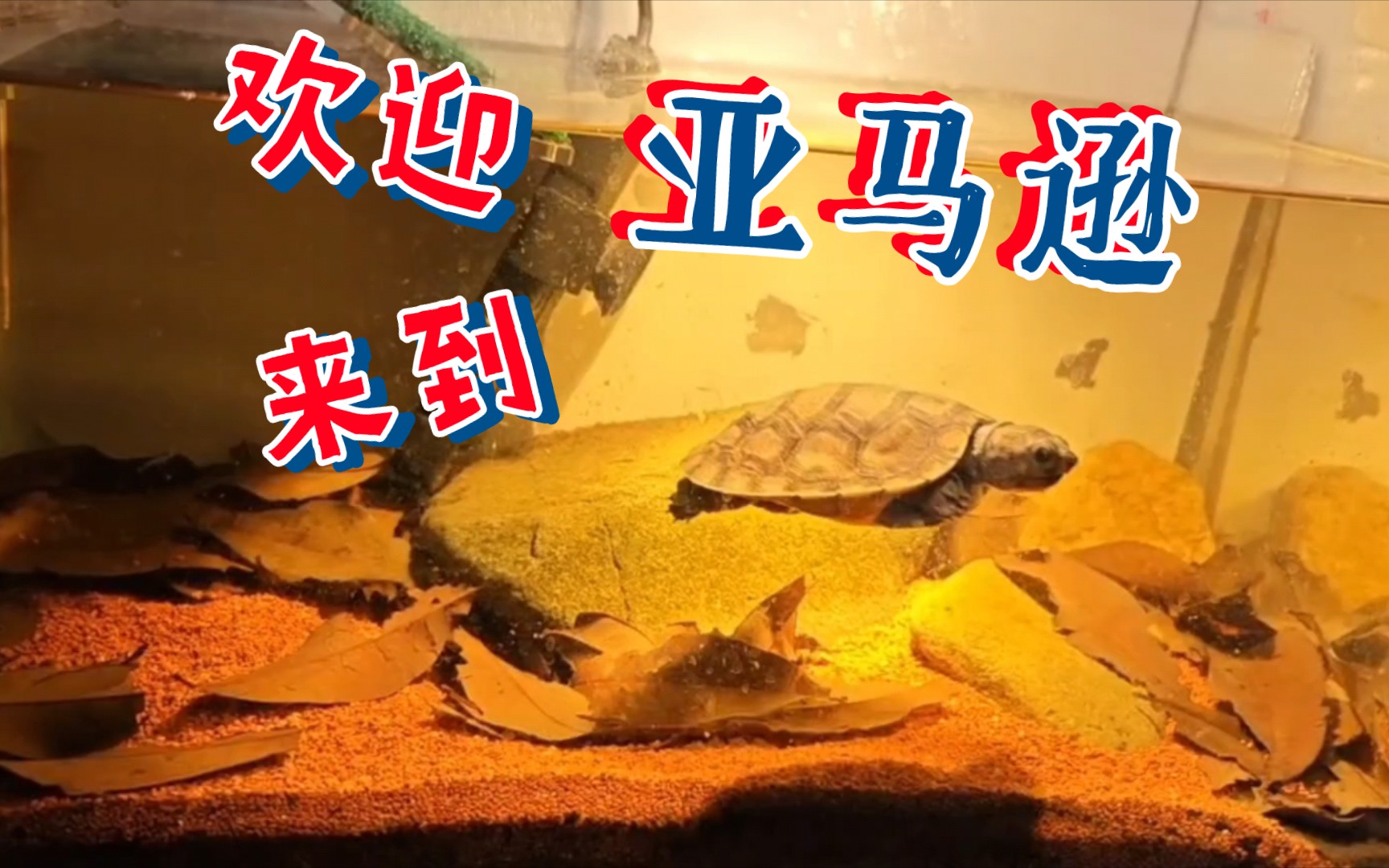 亚马逊大头侧颈龟,也叫大头盾龟,生活在狂野亚马逊里的巨龟!