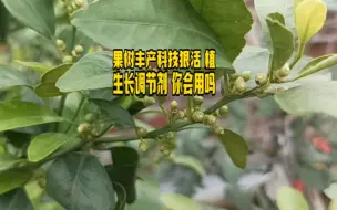 Tải video: 果树丰产科技狠活 植生长调节剂 你会用吗