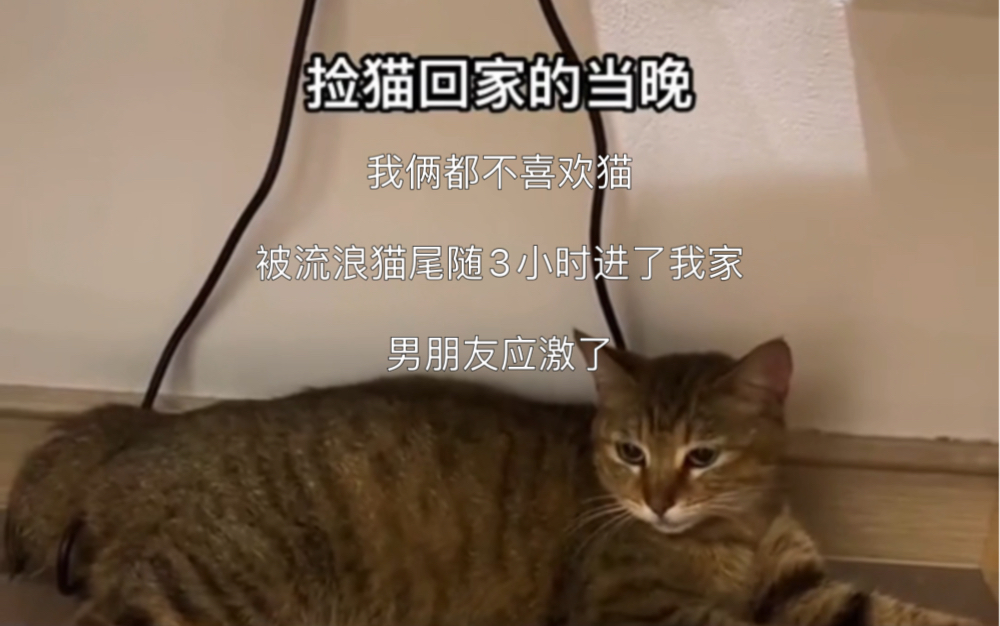 [图]我俩都不喜欢猫 狗狗党被流浪猫猫尾随3小时后