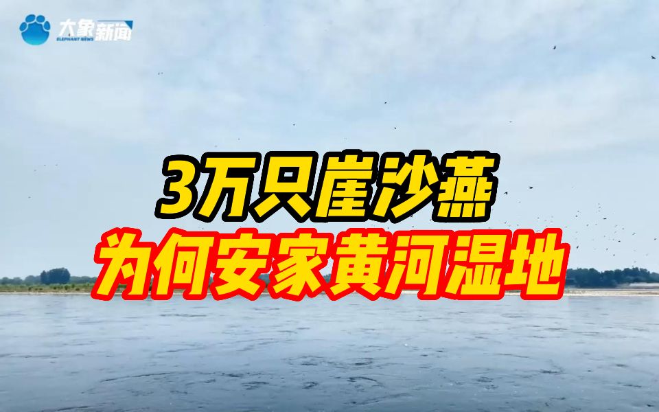 3万只崖沙燕为何安家孟津黄河湿地?哔哩哔哩bilibili