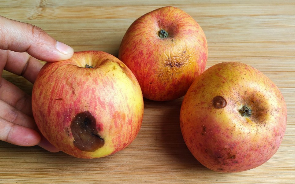烂掉的苹果别扔了,越烂越"值钱",用途太棒了,早知道就好了