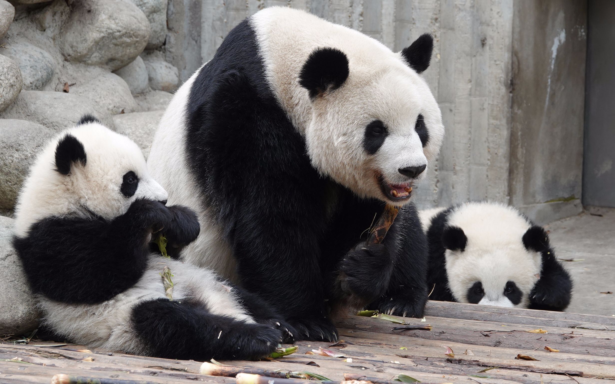 萌四和萌五泥萌两个小孩子家家的爬什么高高,都来和麻麻玩一哈