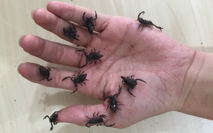 破烂的怂货摩洛哥绒毛黑鳄背(蝎子)的喂食