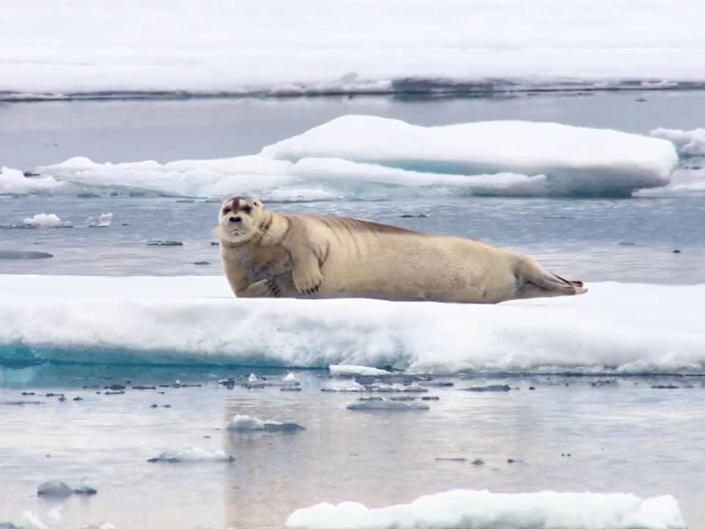 北极熊捕食海豹,动物纪录片,野生动物零距离