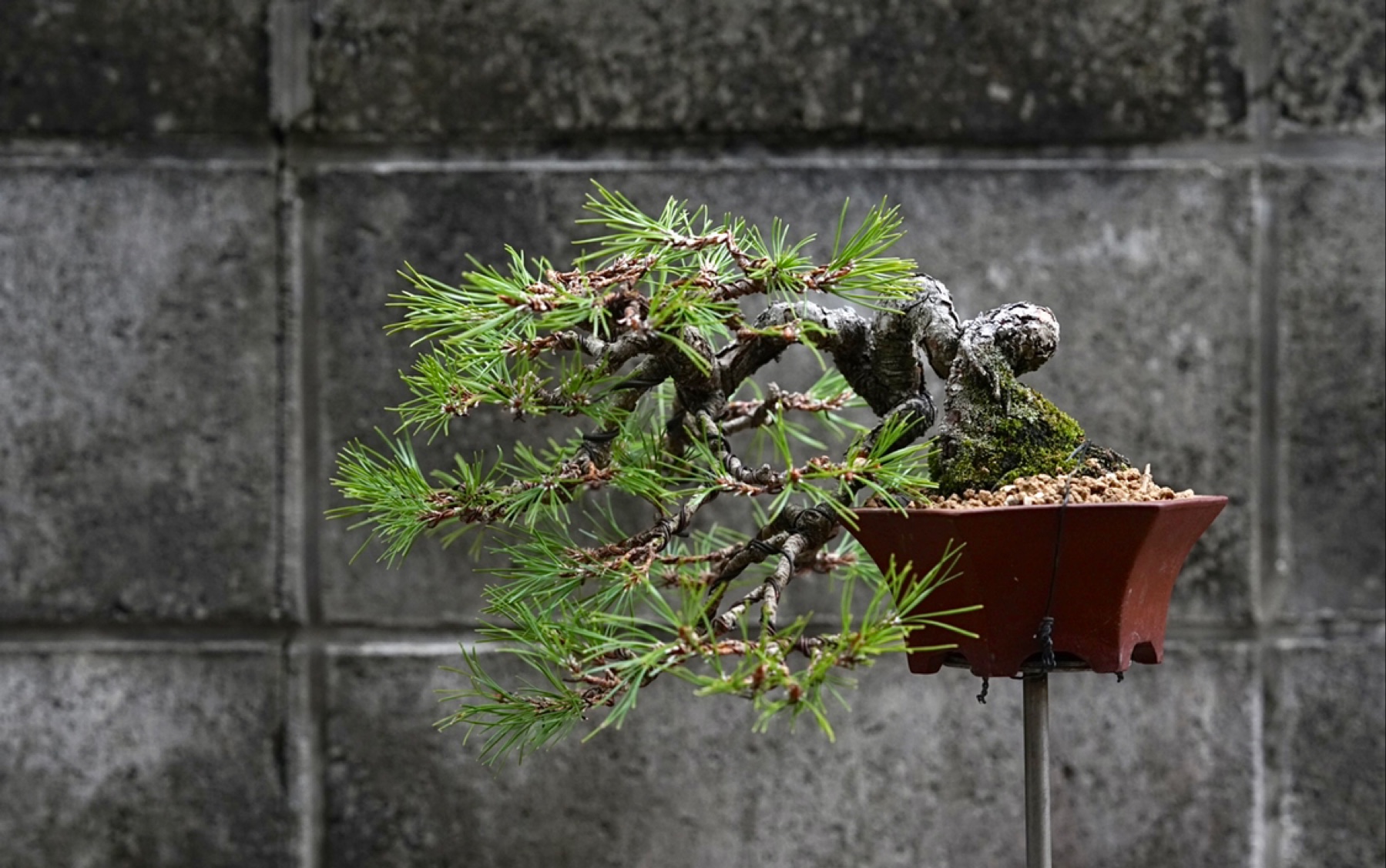 亦盆栽雅松园佐佐木先生的赤松修剪攀扎改作