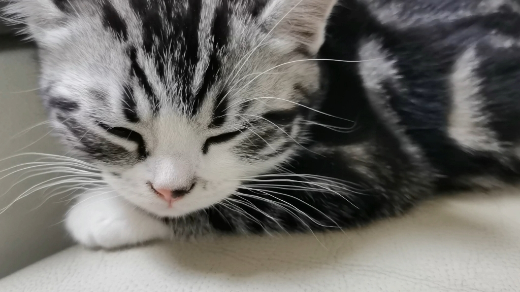 动物世界之小猫睡眼朦胧