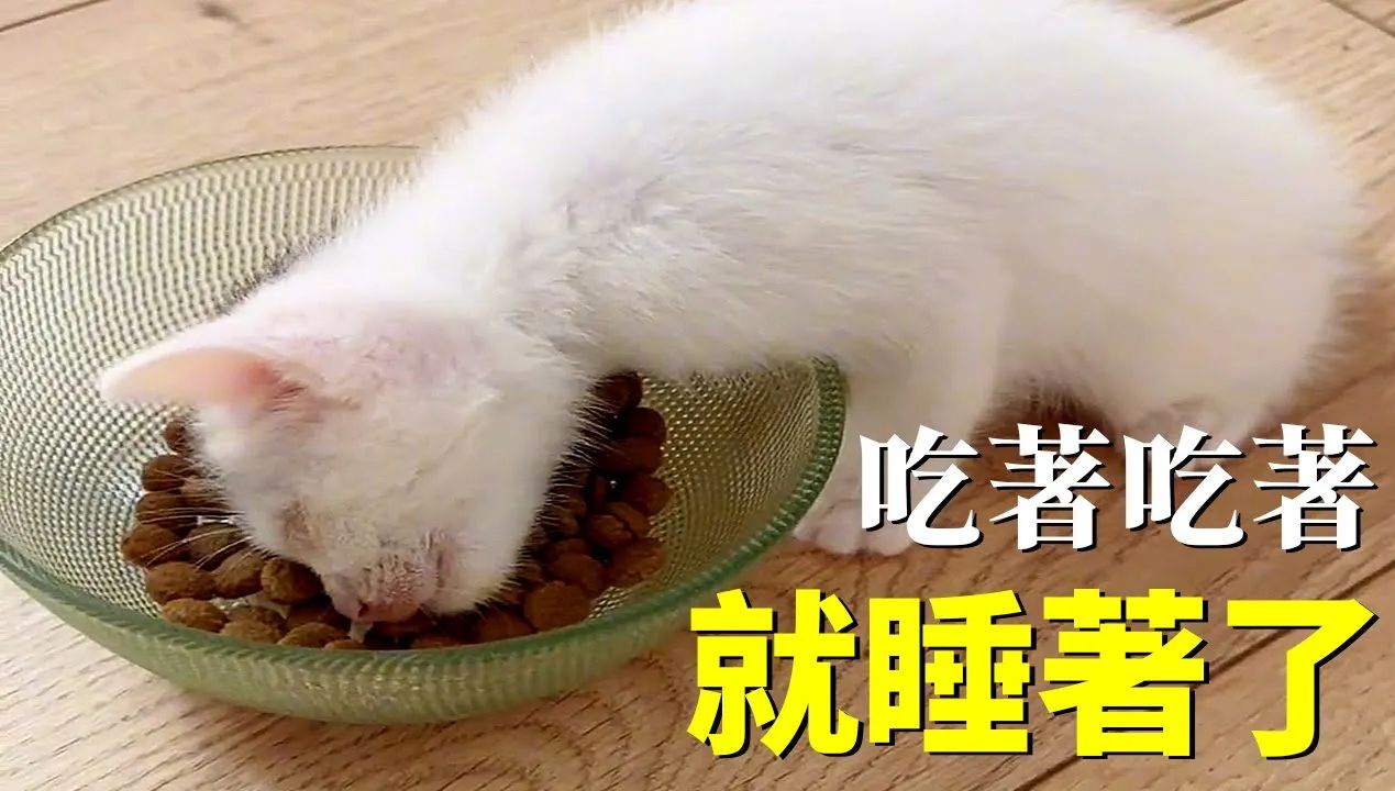 捡回家的小猫又饿又困, 直接在碗里睡着了