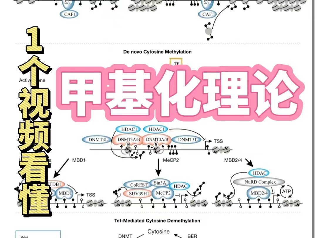 【我居然把甲基化肝出来个大概了】一个视频看懂DNA甲基化哔哩哔哩bilibili