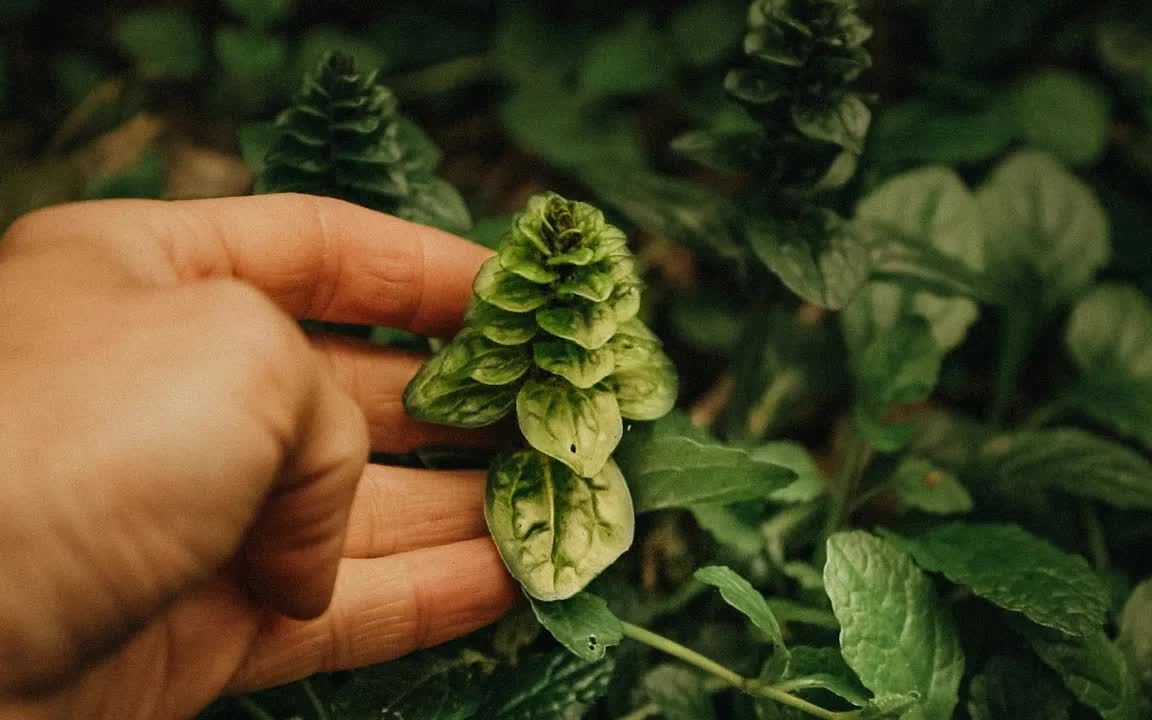 [图]15种可食用的荒野生存植物，药用植物，丛林，觅食，荒野求生，野外生存