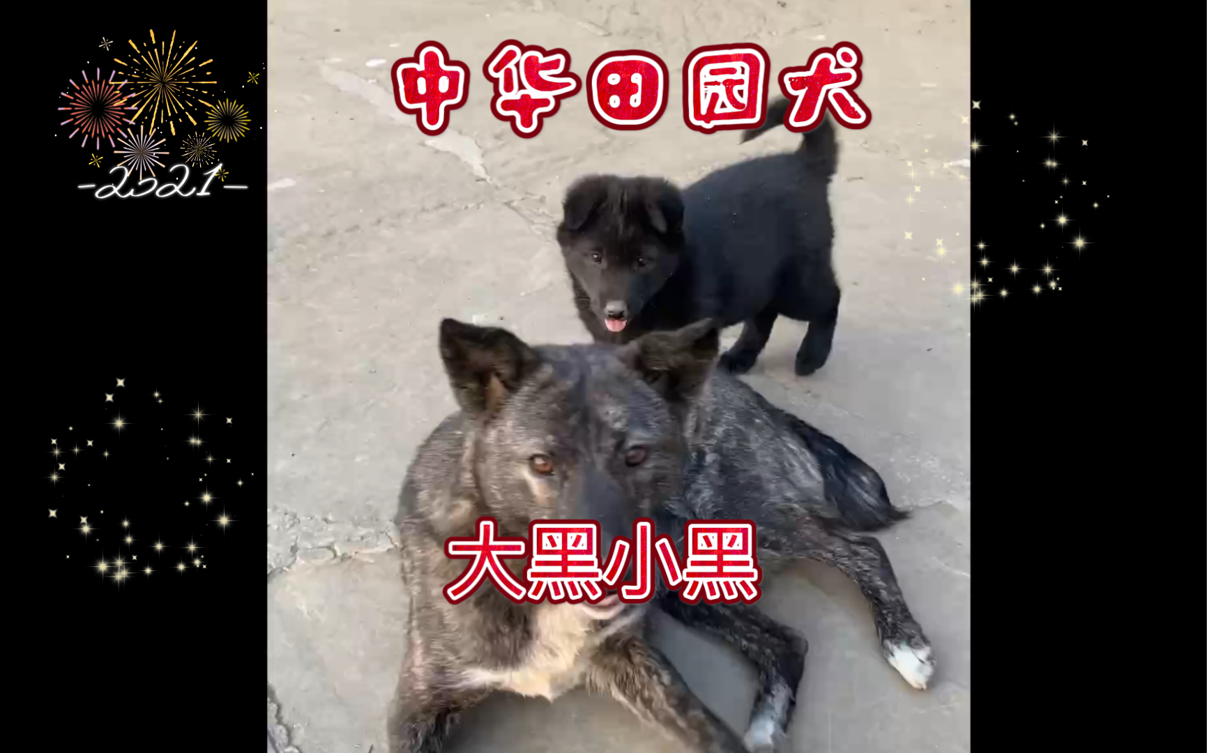 【中华田园犬】大黑狗,小黑狗哔哩哔哩bilibili