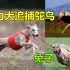世界跑的最快的格力犬追赶鸵鸟和兔子