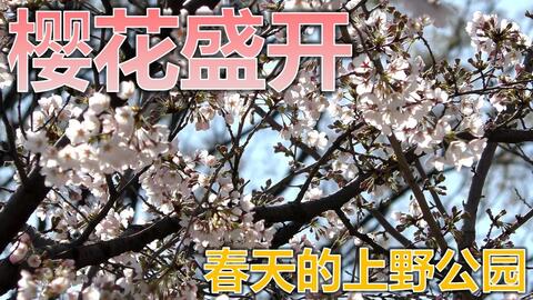 樱花盛开 日本 东京 上野公园的樱花简直太漂亮了 哔哩哔哩 Bilibili