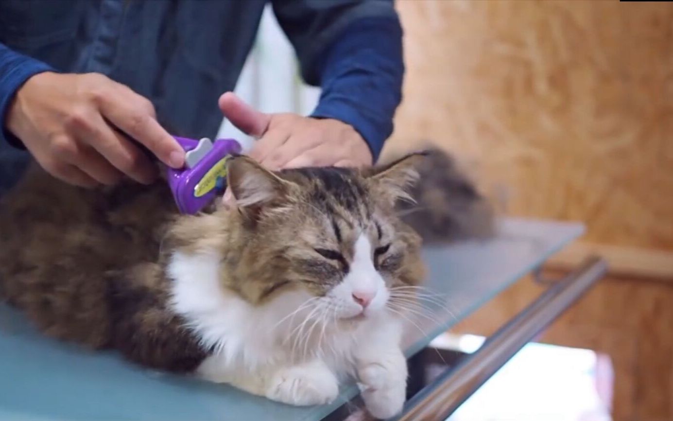 铲屎官给换毛期的长毛猫梳毛,这场面简直是"大丰收"啊