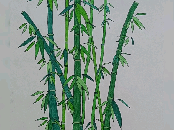 竹子 彩色笔