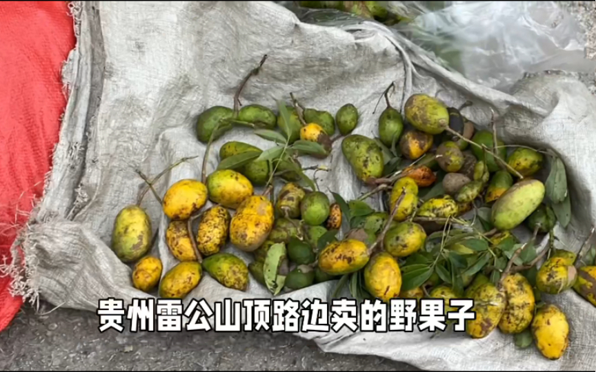 贵州雷公山上罕见的八月瓜,金色果子,美味又神秘!