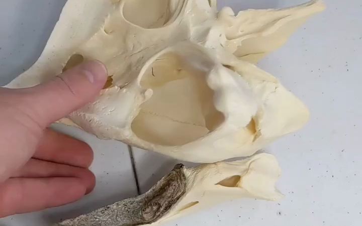 动物头骨-大鳄龟头骨