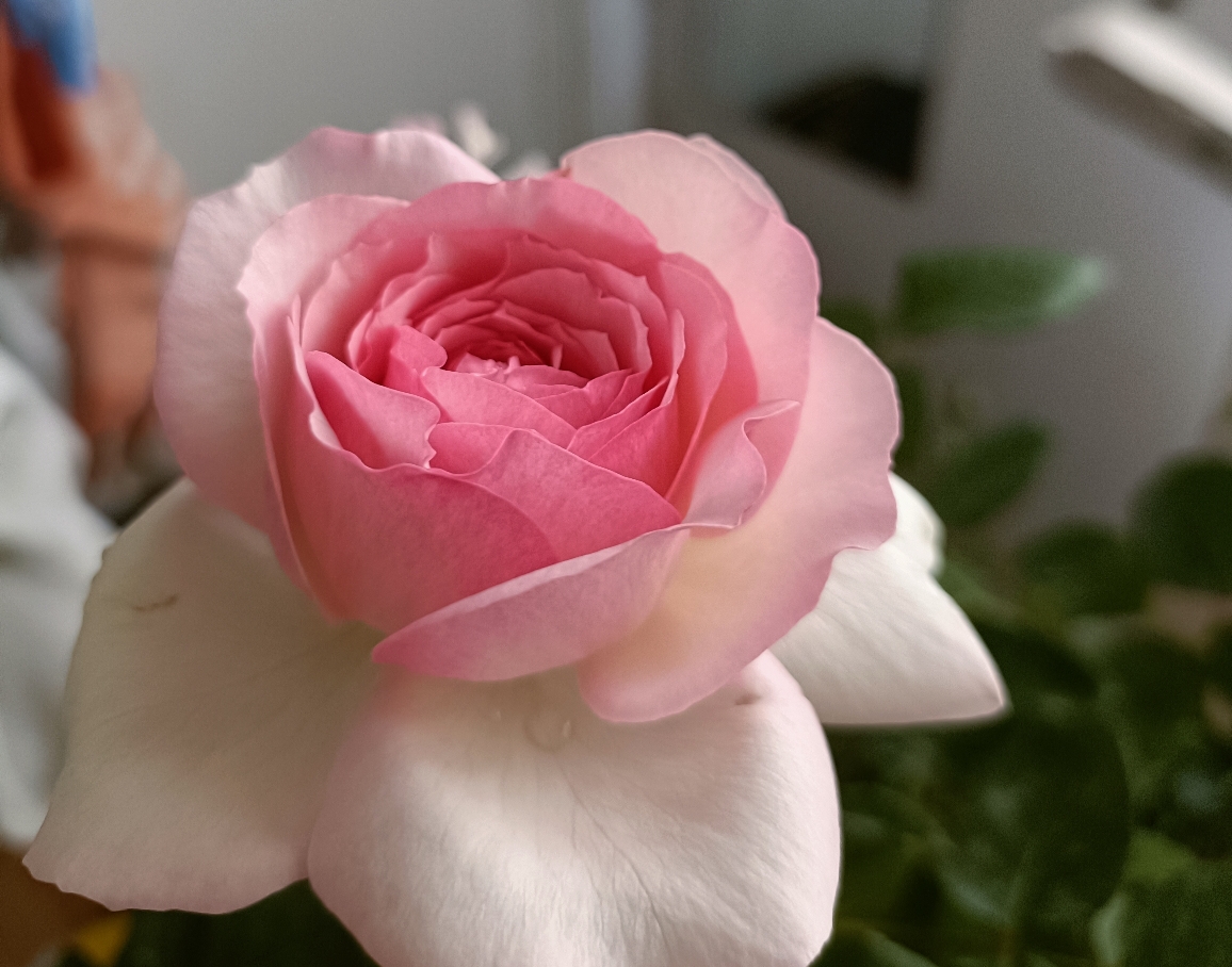 新浅樱桃,不知不觉长挺大的