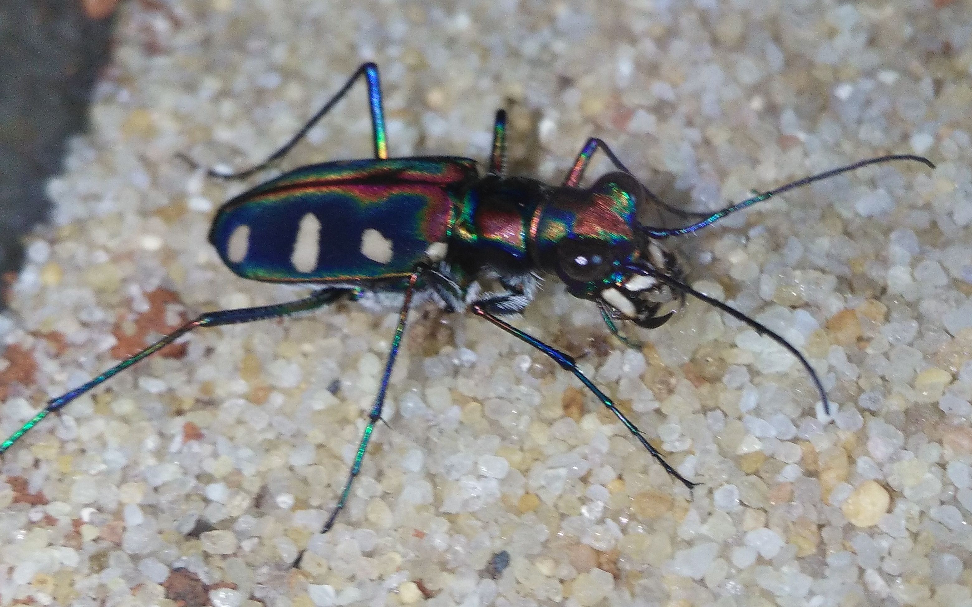 金斑虎甲喂食日常_哔哩哔哩 (゜-゜)つロ 干杯~-bilibili