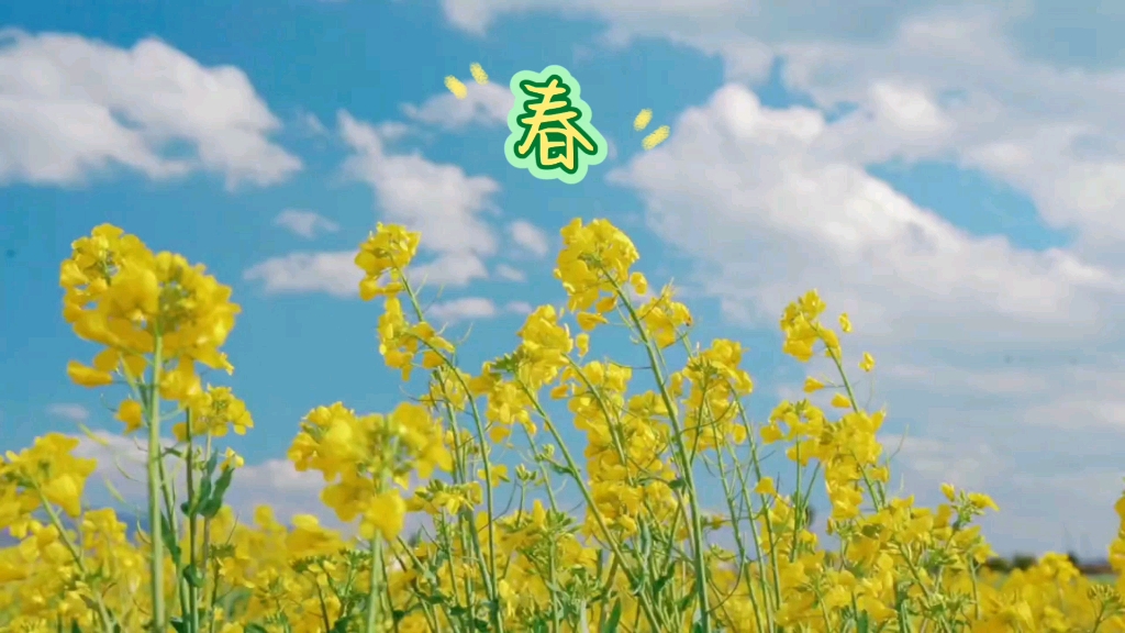 [图]田野里的油菜花