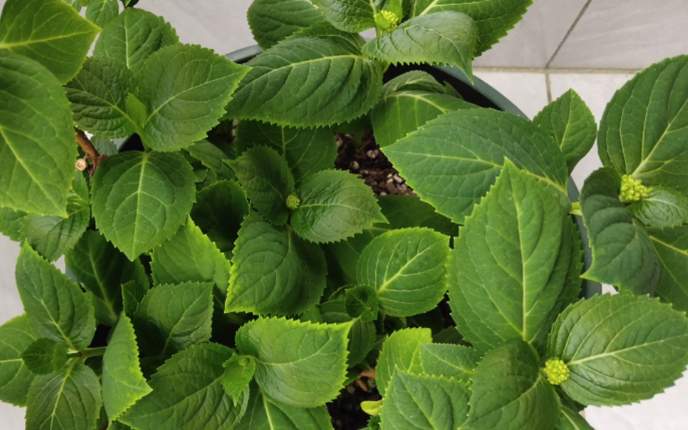 绣球的花苞开始发育啦