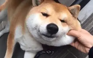 柴田犬 搜索结果 哔哩哔哩 Bilibili