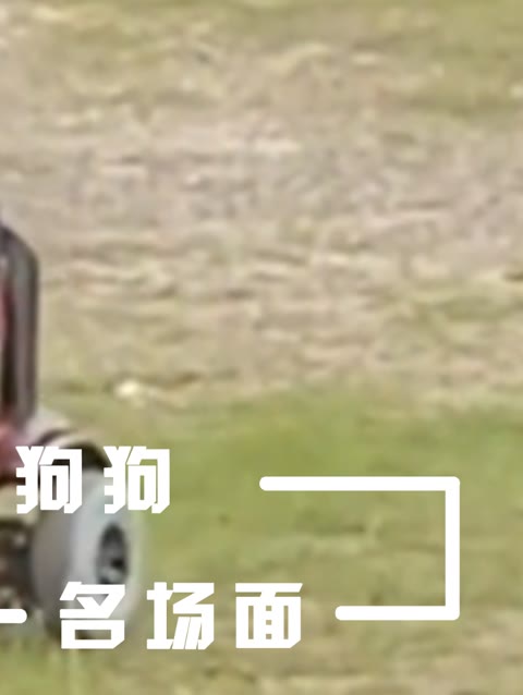难怪妈妈总说养狗都比我强,狗子都会开割草机