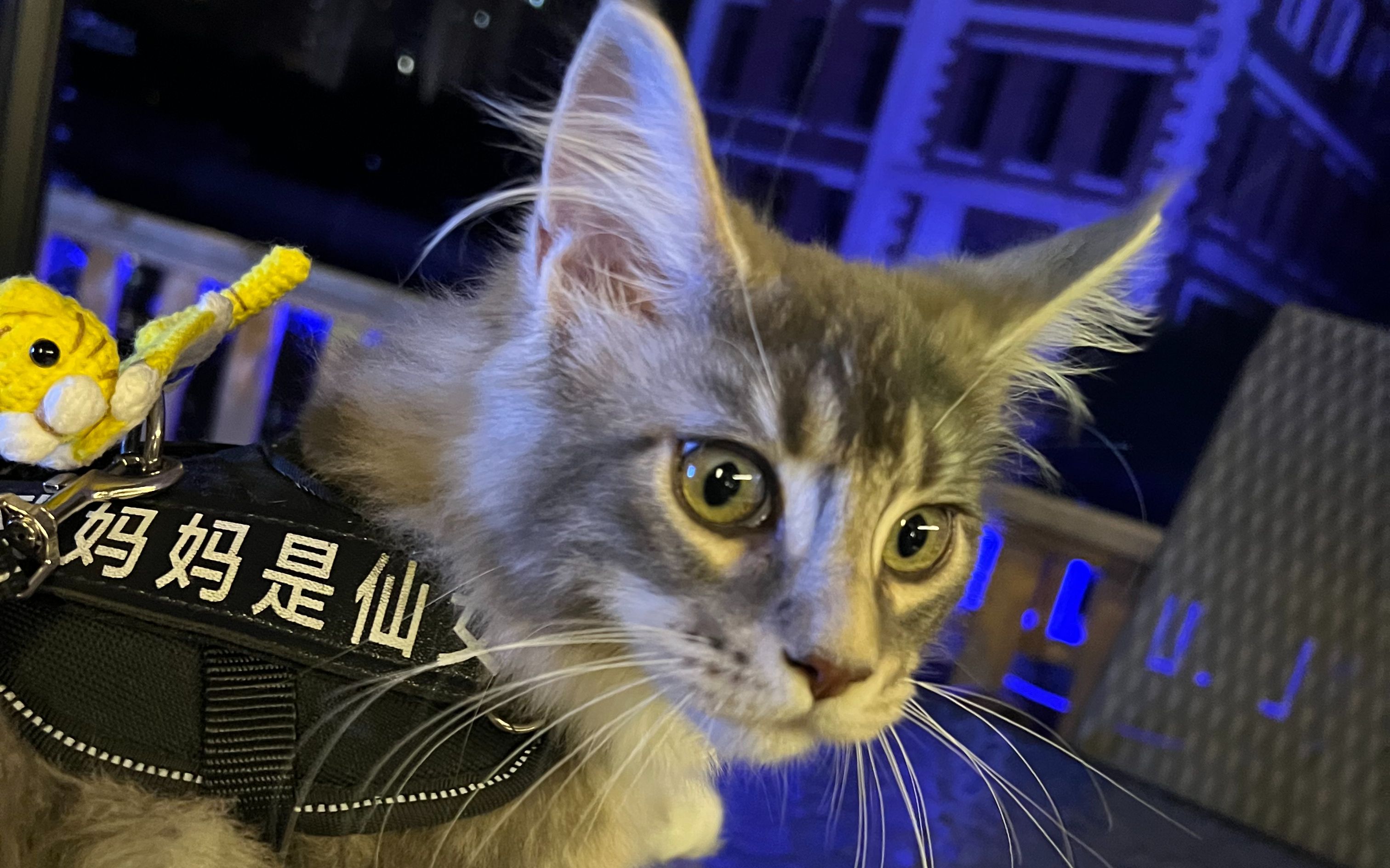 张二毛的第一个vlog