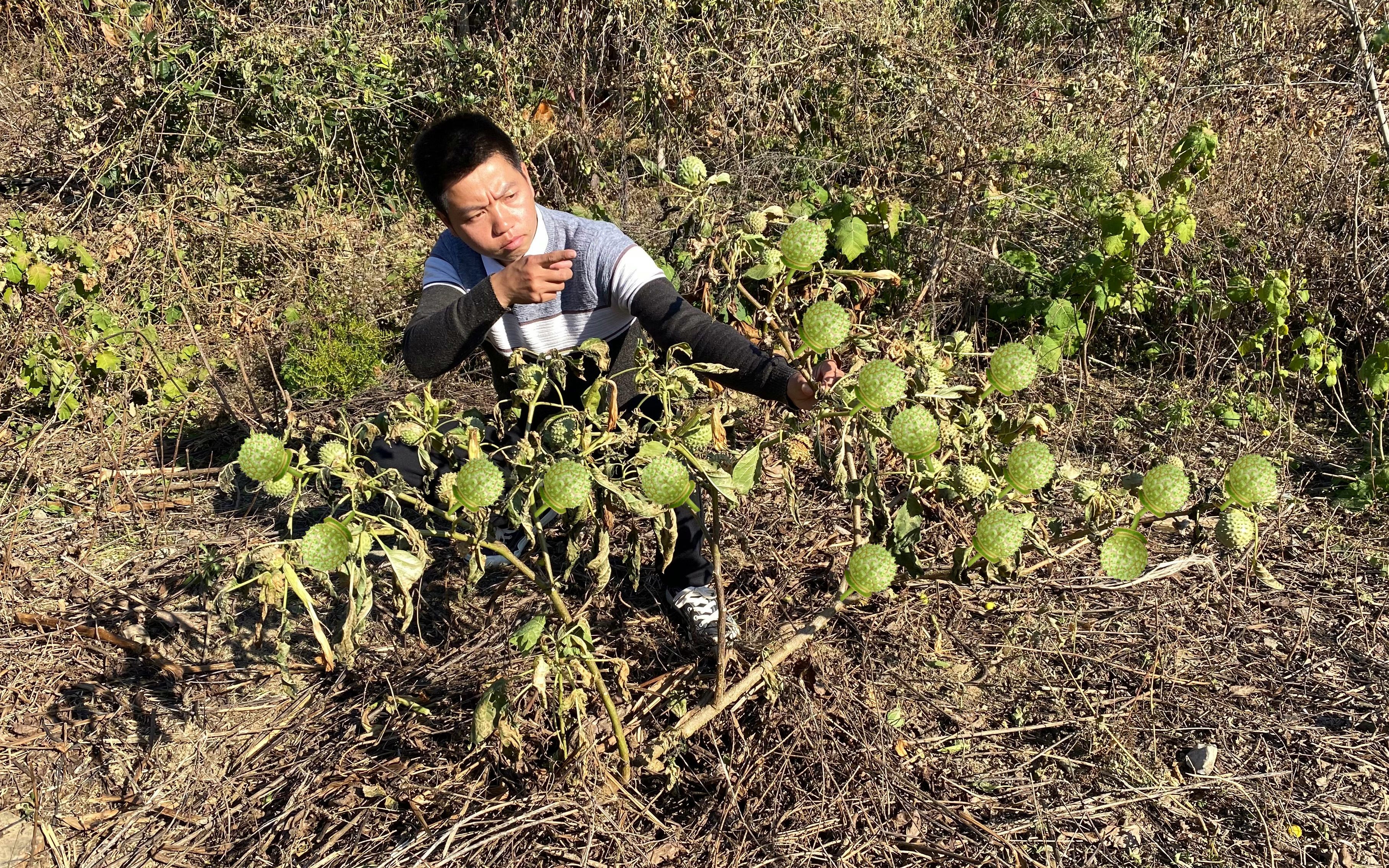 被称为“蒙汗药”的曼陀罗,估计很多人不认识它,拍给大家看一下哔哩哔哩bilibili