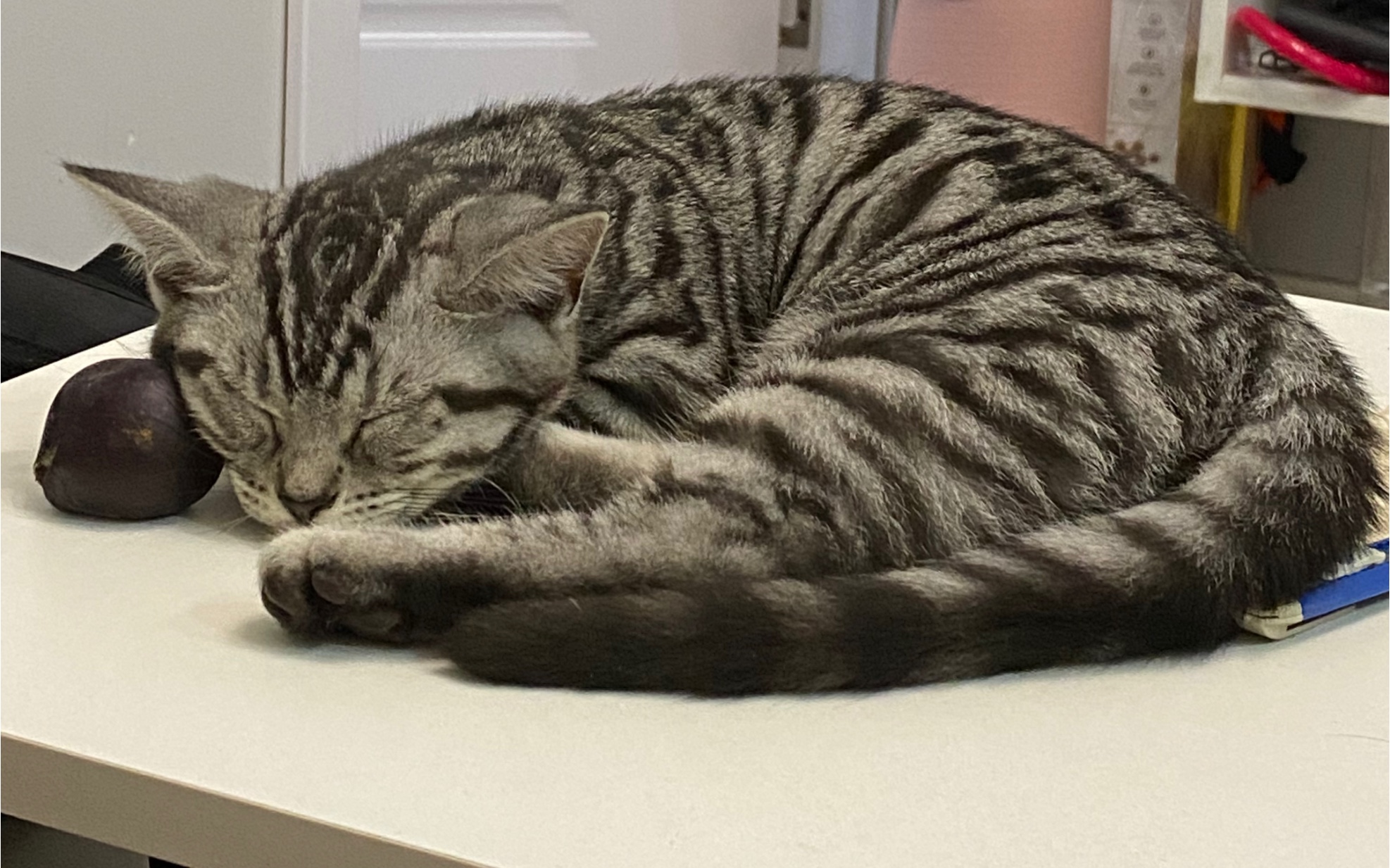 分享一只困猫_哔哩哔哩 (゜-゜)つロ 干杯~-bilibili