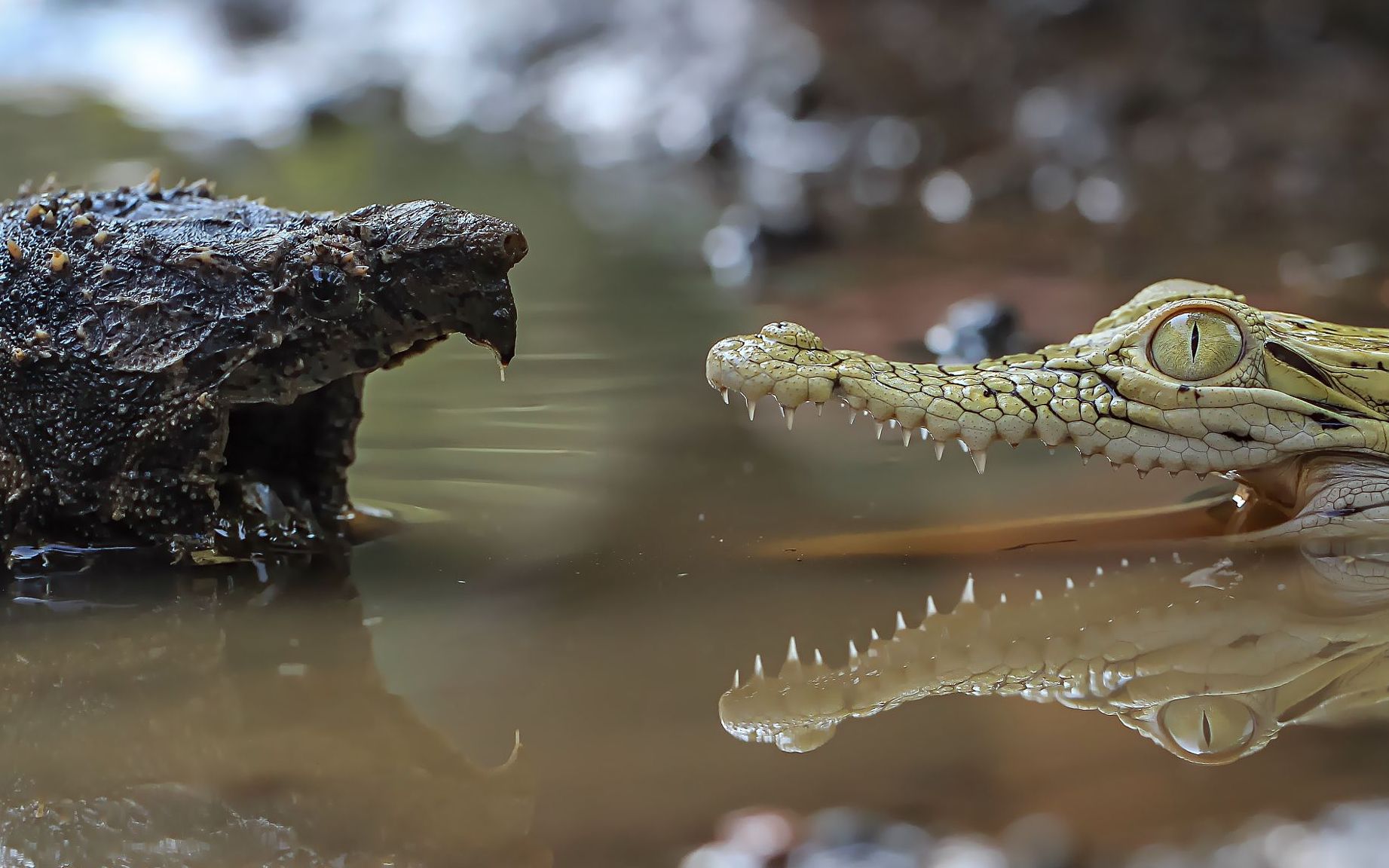 椰子蟹VS鳄龟图片