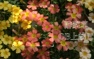 Descargar video: 【酢浆草】早花退场，OB上线！