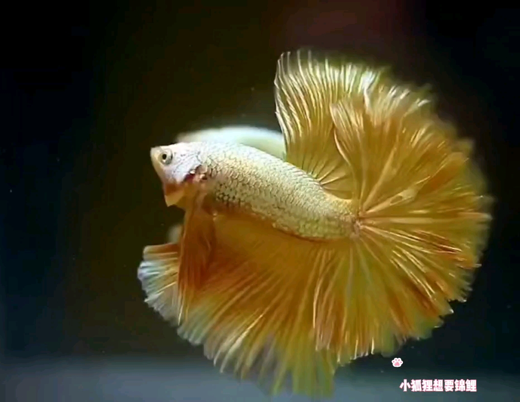 泰国斗鱼小狐狸的精品半月土豪金暗黑星河彩塘叮无奖竞猜价格